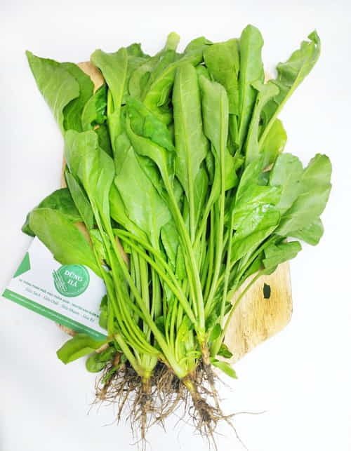 Cải bó xôi Đà Lạt – Rau Chân Vịt – Rau Cải Bina