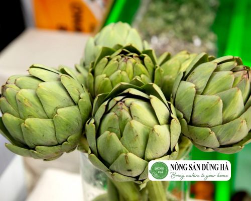 Bông Atiso Tươi Đà Lạt