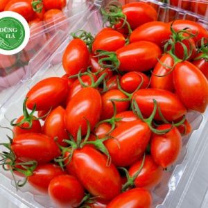 Cải bó xôi Đà Lạt – Rau Chân Vịt – Rau Cải Bina (Sao chép)