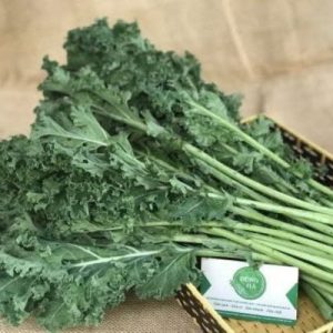 Rau cải xoăn xanh Kale – Cải Kale xanh Đà Lạt